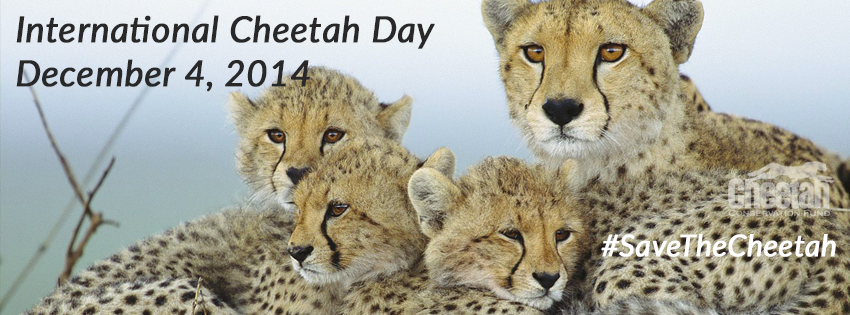 International Cheetah Day