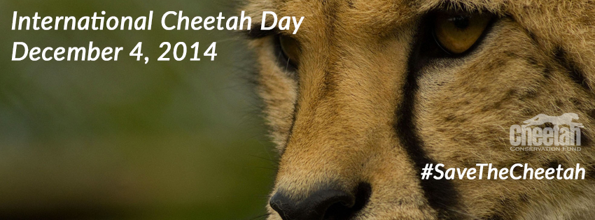 International Cheetah Day