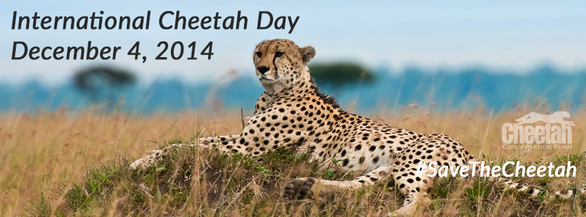 International Cheetah Day