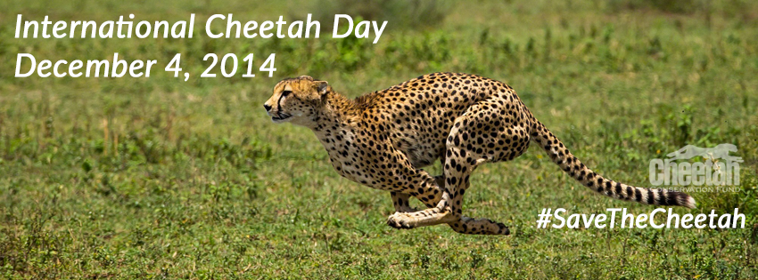 International Cheetah Day