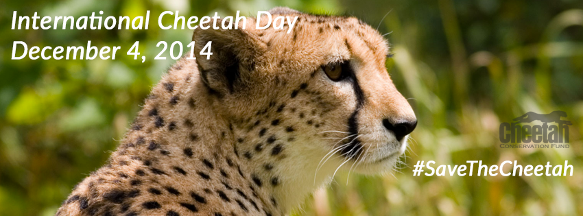 International Cheetah Day