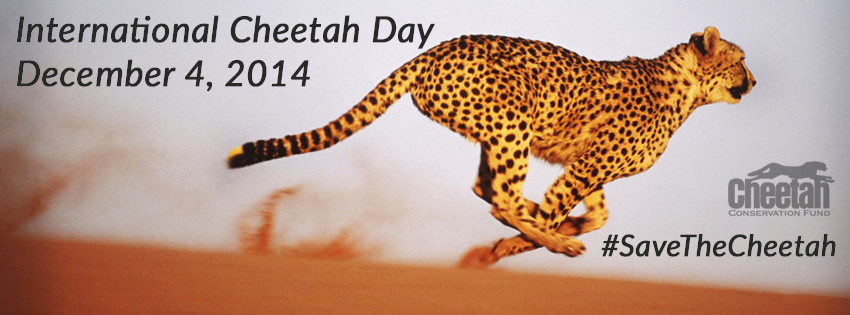 International Cheetah Day