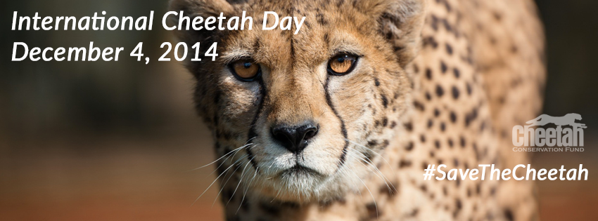 International Cheetah Day