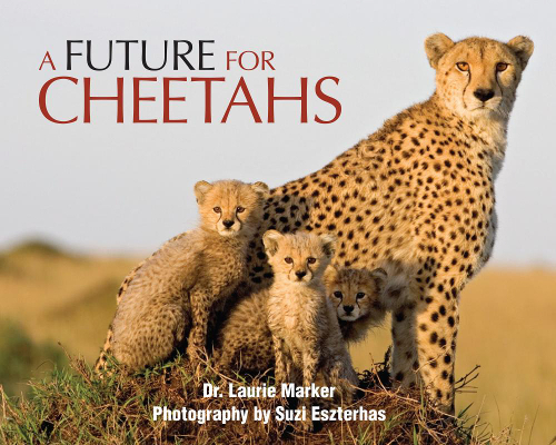 Cheetahs